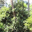 Eriobothrya japonica